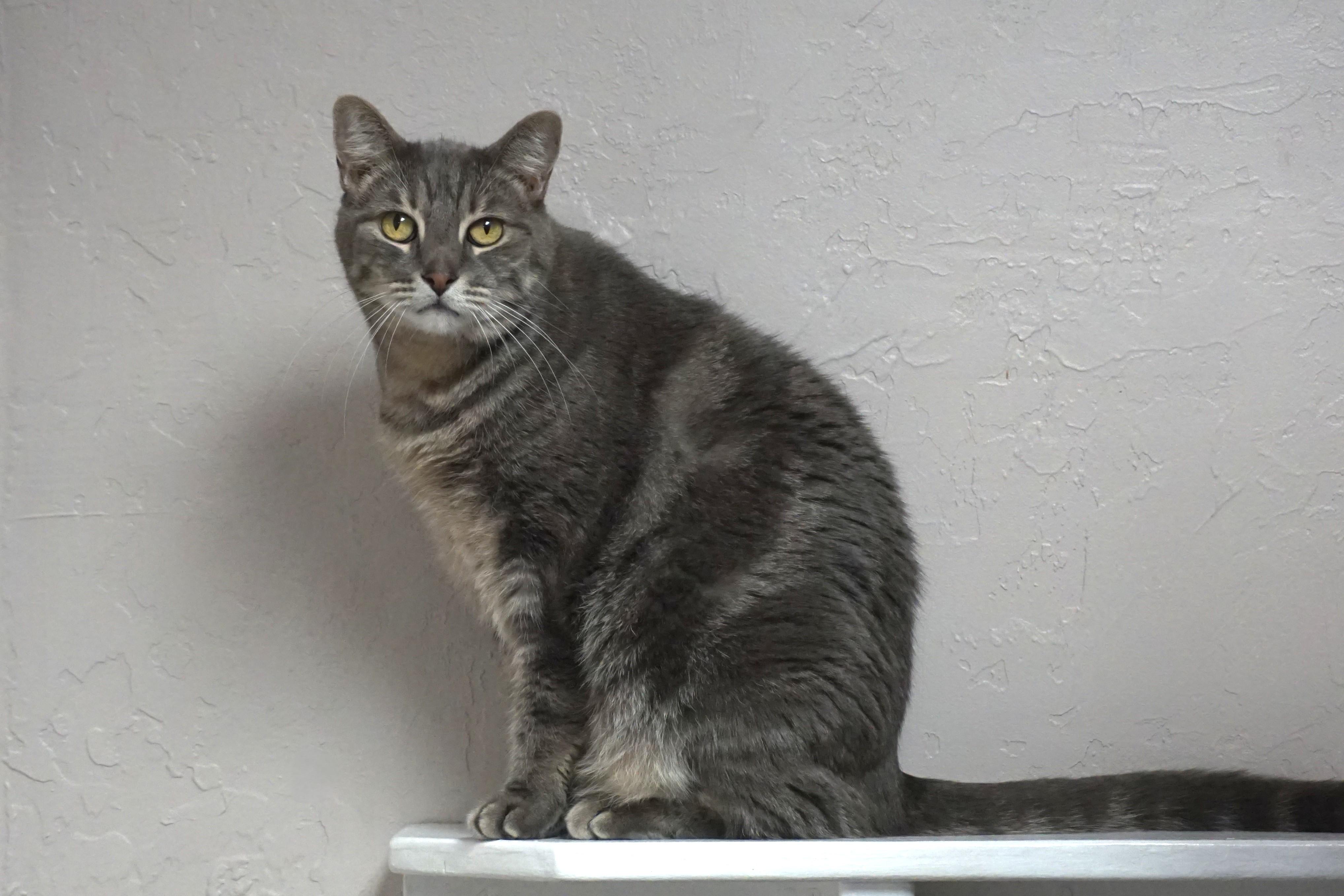 Enlarge Pat, a Adoptable Domestic Short Hair in Fountain Hills, AZ image 2/5