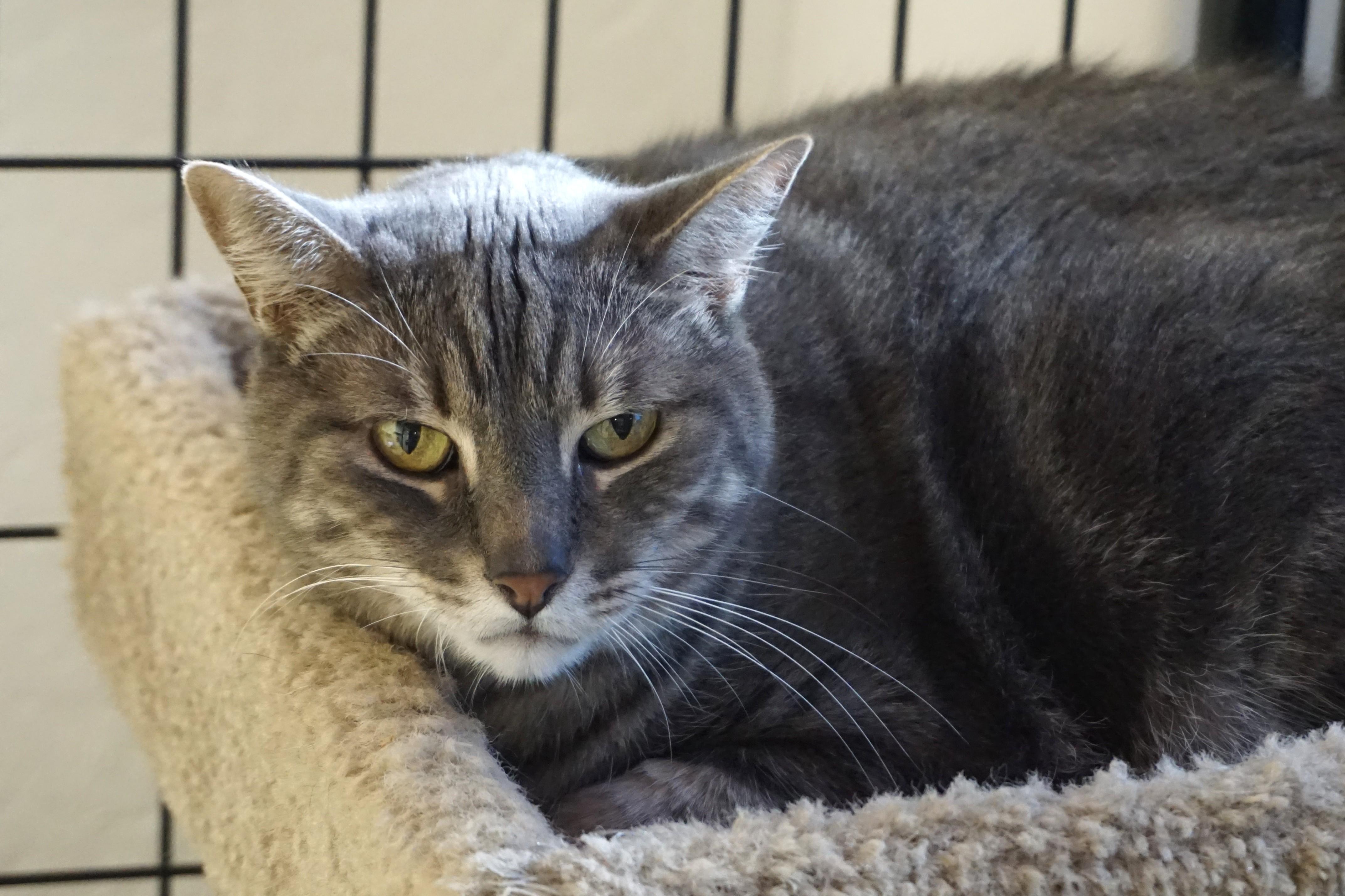 Enlarge Pat, a Adoptable Domestic Short Hair in Fountain Hills, AZ image 5/5