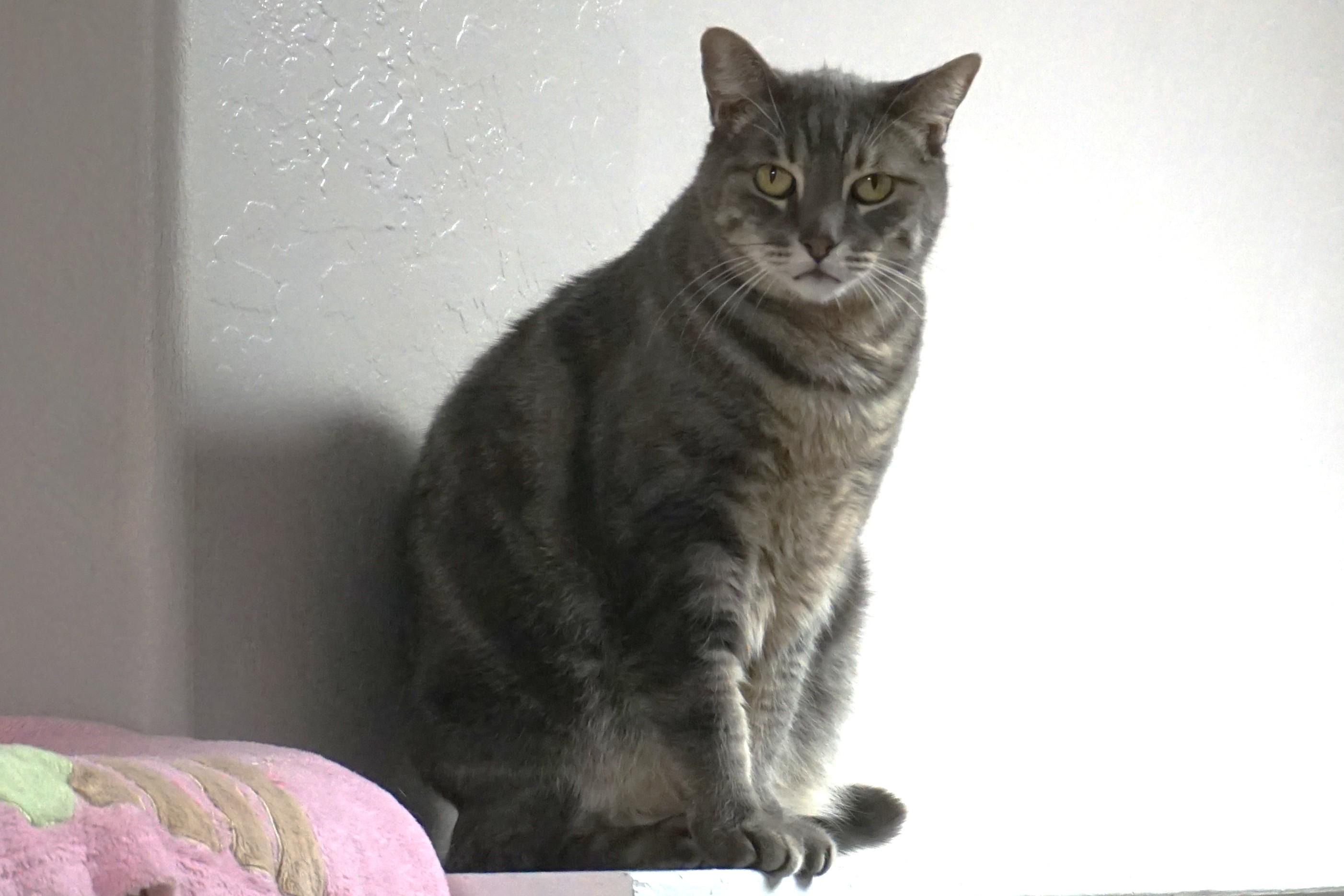 Enlarge Pat, a Adoptable Domestic Short Hair in Fountain Hills, AZ image 4/5