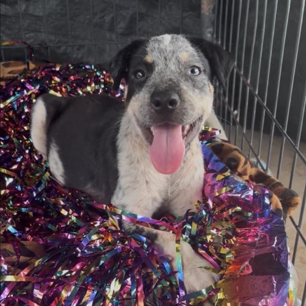 Rowdy, a Adoptable mixed breed in Oceanside, NY image 1/2