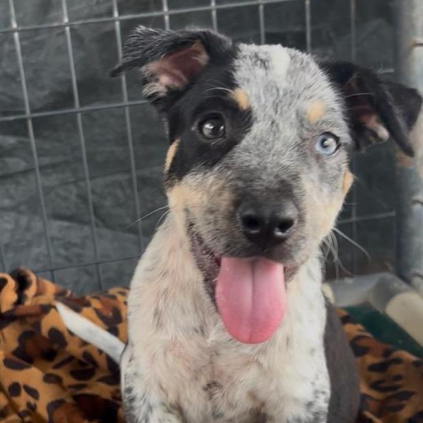 Rowdy, a Adoptable mixed breed in Oceanside, NY image 2/2