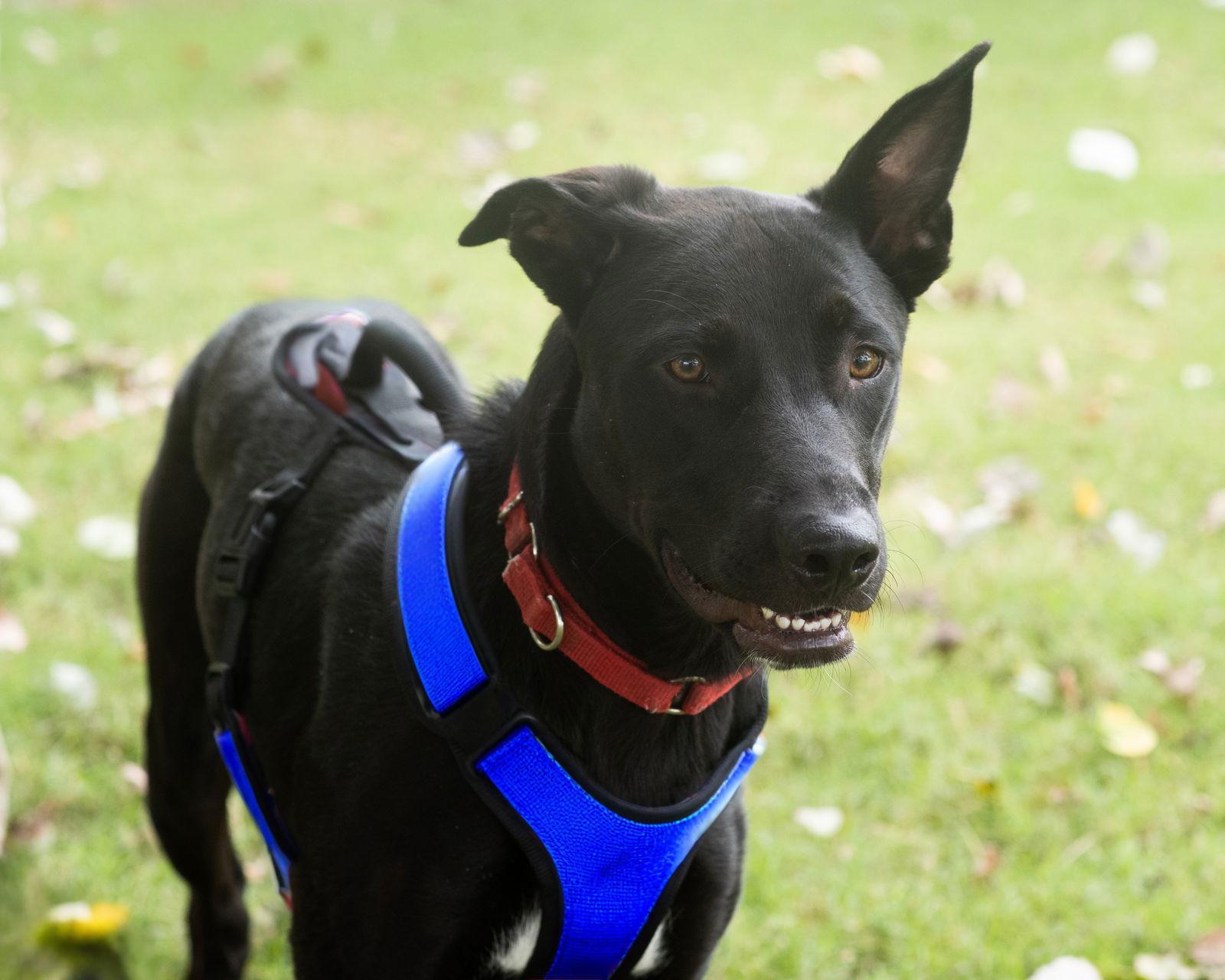 RANGER, a Adoptable Labrador Retriever in Raphine, VA image 1/3