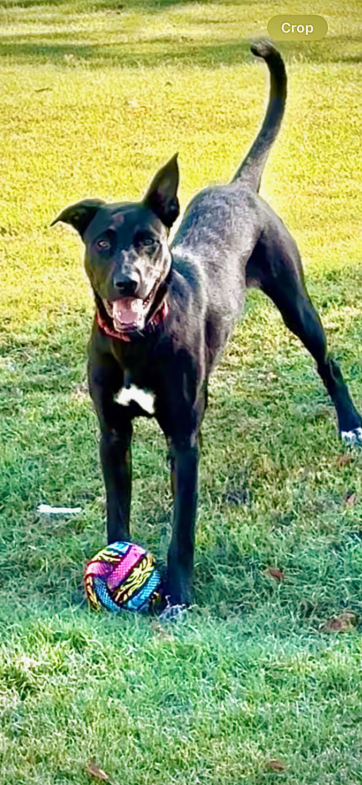 RANGER, a Adoptable Labrador Retriever in Raphine, VA image 2/3