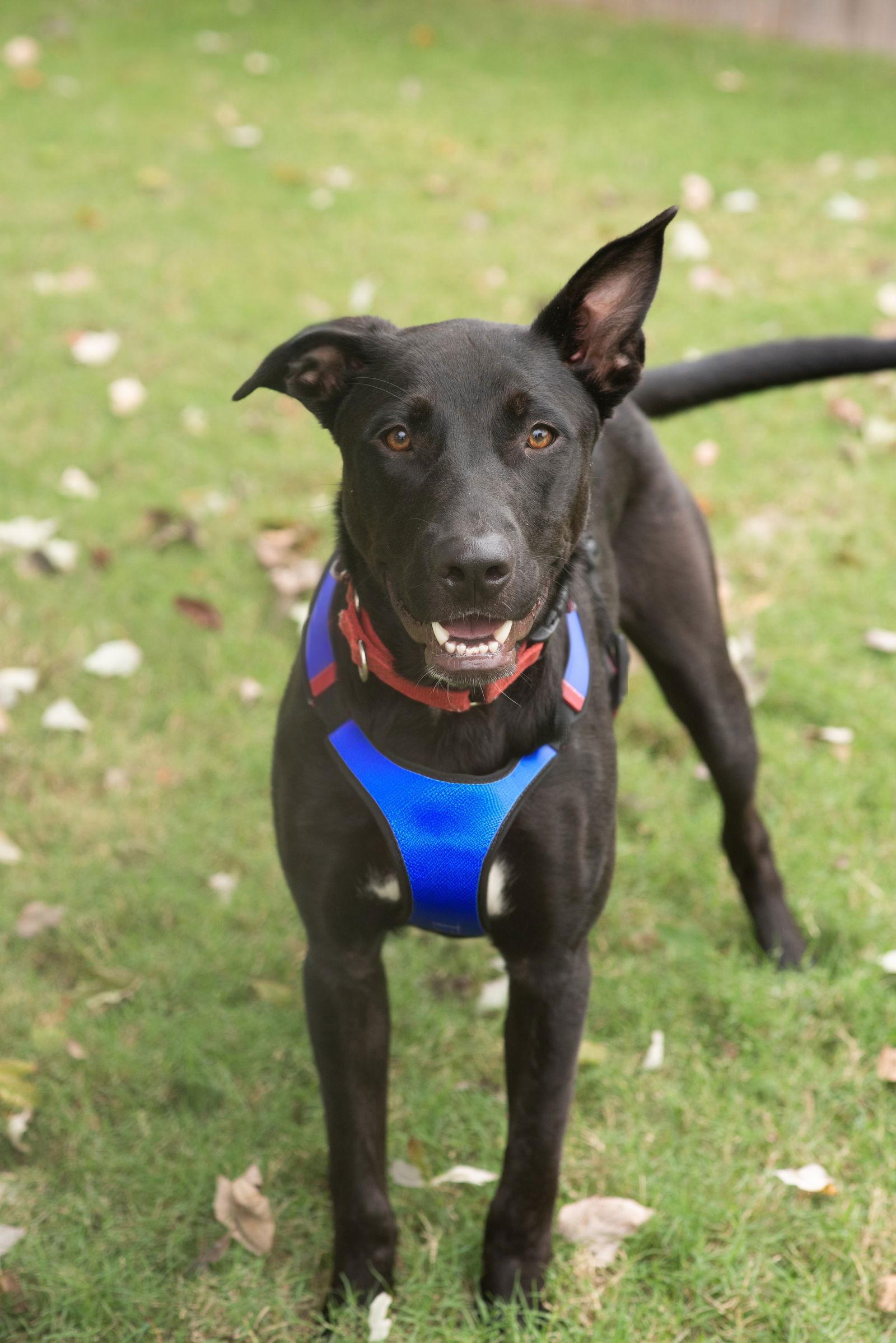 RANGER, a Adoptable Labrador Retriever in Raphine, VA image 3/3
