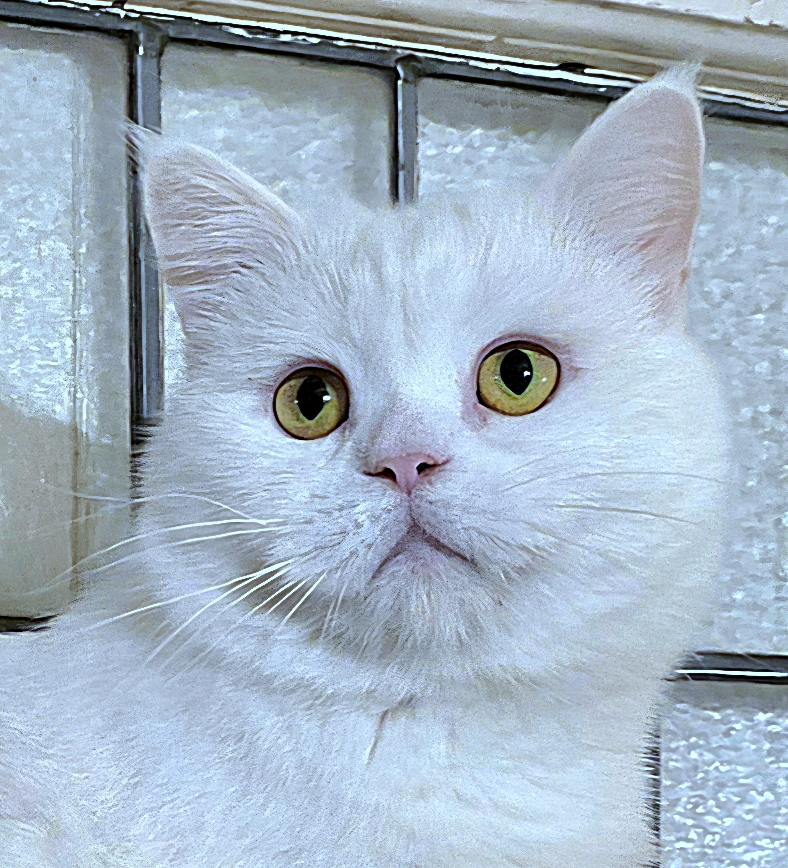 Enlarge Prince, a ADOPTABLE British Shorthair in Converse, TX image 1/5