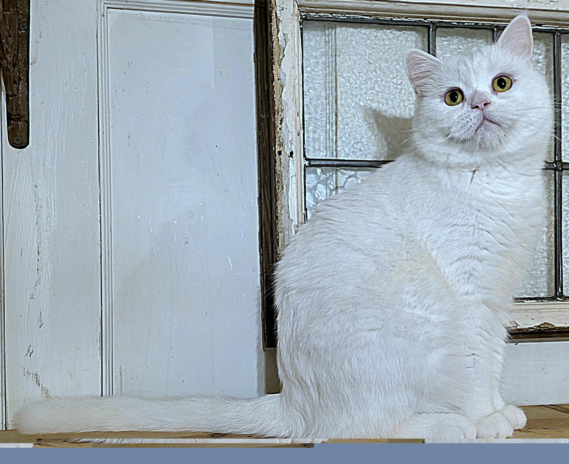 Enlarge Prince, a ADOPTABLE British Shorthair in Converse, TX image 5/5