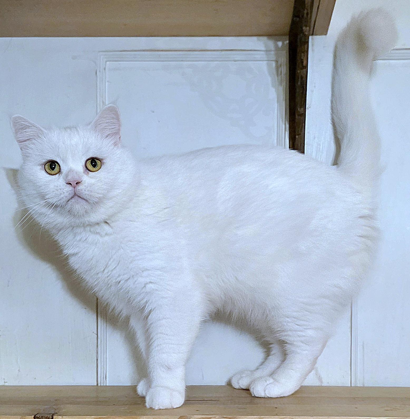 Enlarge Prince, a ADOPTABLE British Shorthair in Converse, TX image 2/5