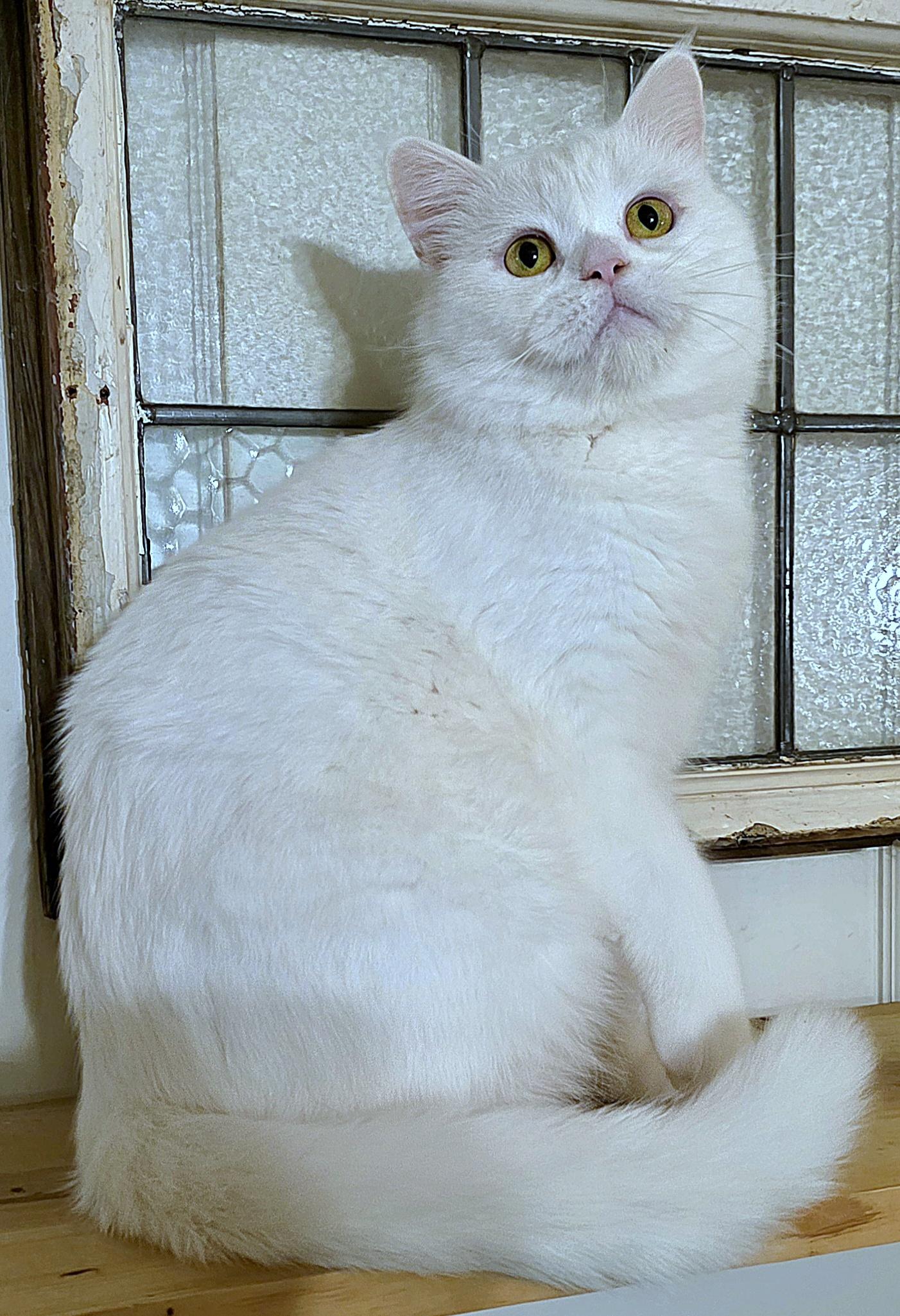 Enlarge Prince, a ADOPTABLE British Shorthair in Converse, TX image 3/5