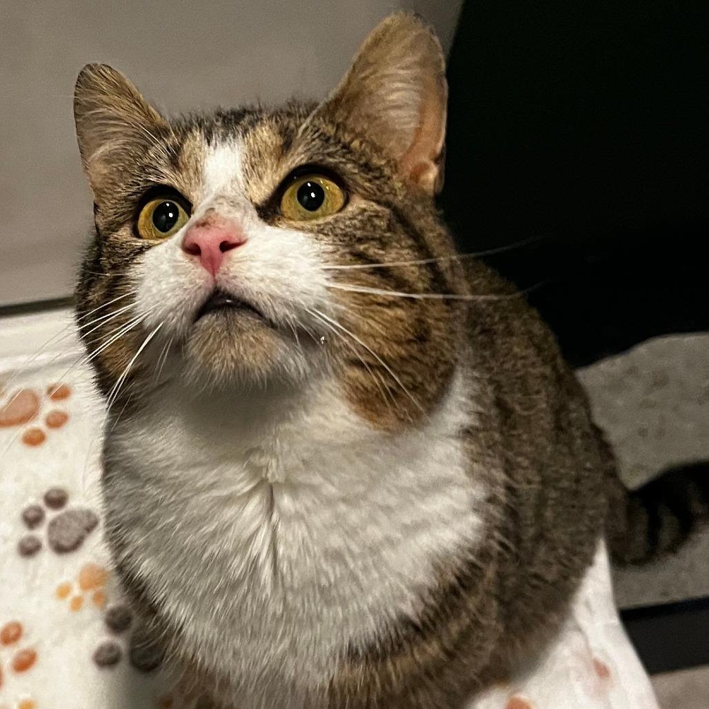 Charm, a ADOPTABLE Domestic Short Hair in Evanston, IL image 2/4