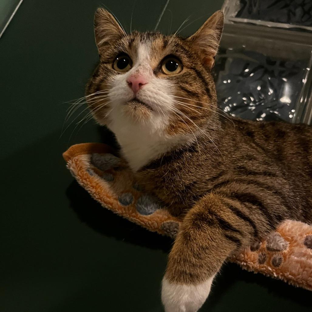 Charm, a ADOPTABLE Domestic Short Hair in Evanston, IL image 4/4
