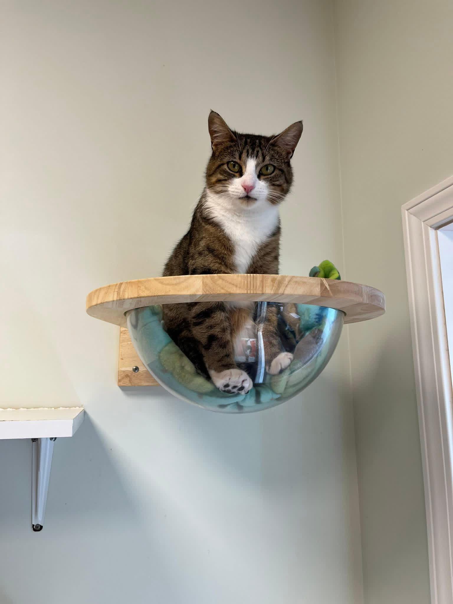 Charm, ADOPTABLE, Adult Female Domestic Short Hair.