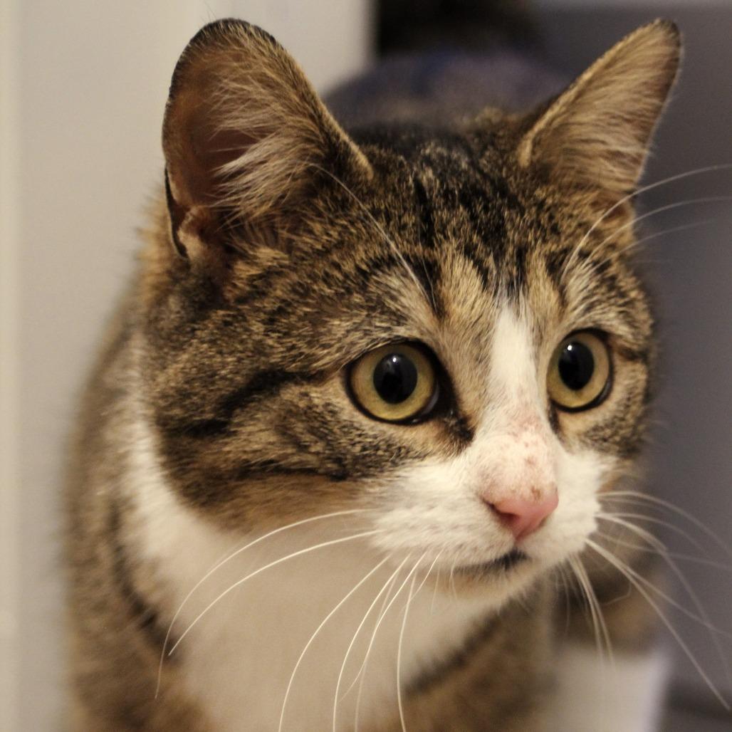 Charm, a ADOPTABLE Domestic Short Hair in Evanston, IL image 3/4