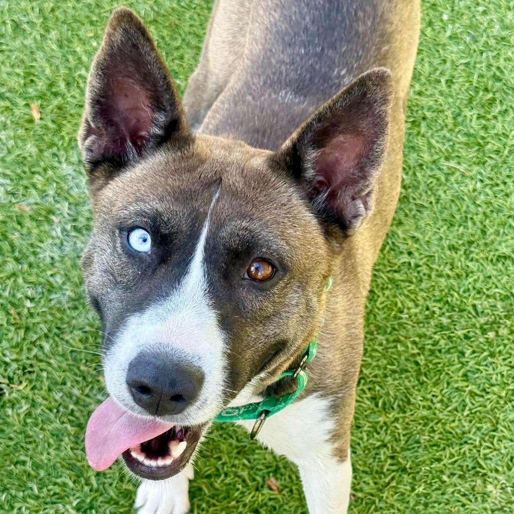 Martini, Adoptable, Adult Female Husky & Mixed Breed.