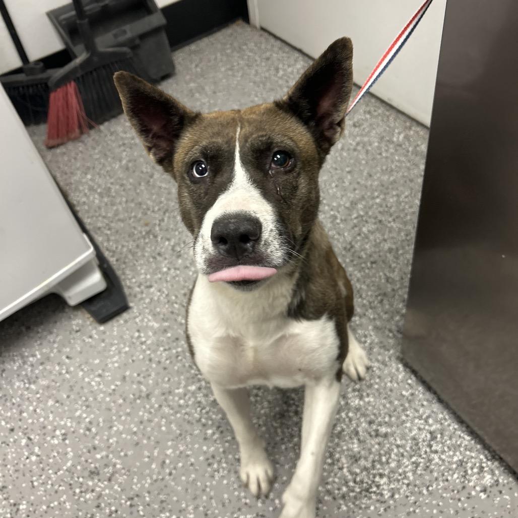 Martini, a Adoptable mixed breed in Henderson, NV image 2/3