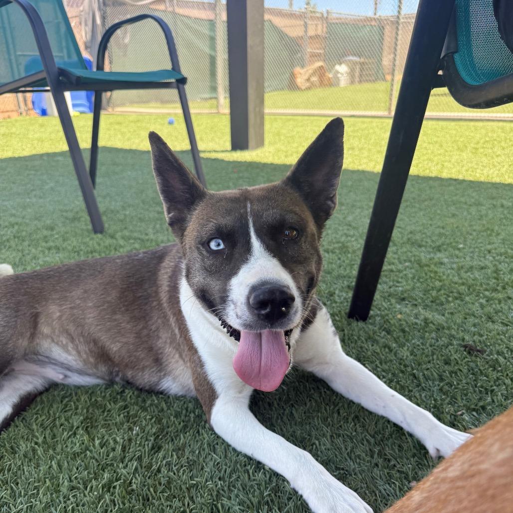 Martini, a Adoptable mixed breed in Henderson, NV image 3/3