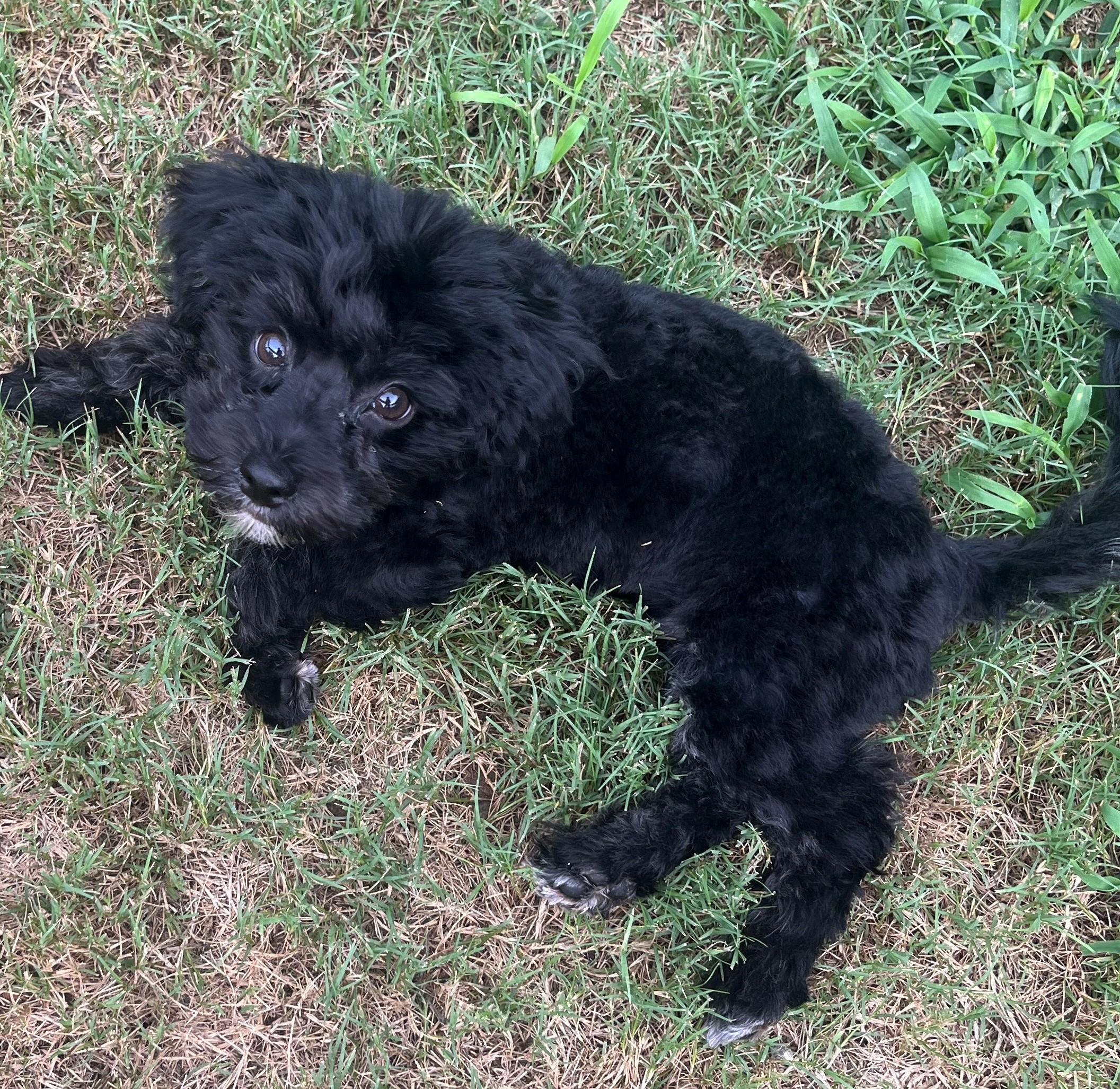 Enlarge Panda, a ADOPTABLE mixed breed in Irmo, SC image 1/2