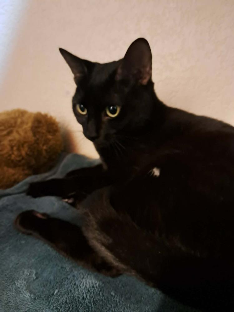 Enlarge Trixie, a Adoptable Domestic Short Hair in Bellingham, WA image 1/6
