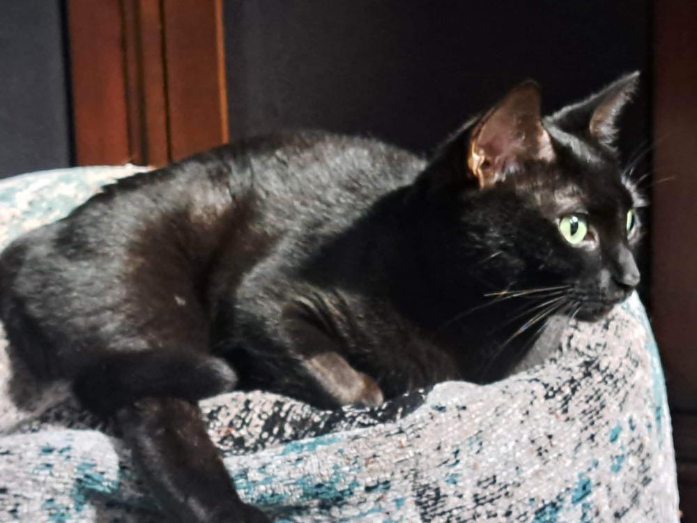 Enlarge Trixie, a Adoptable Domestic Short Hair in Bellingham, WA image 2/6