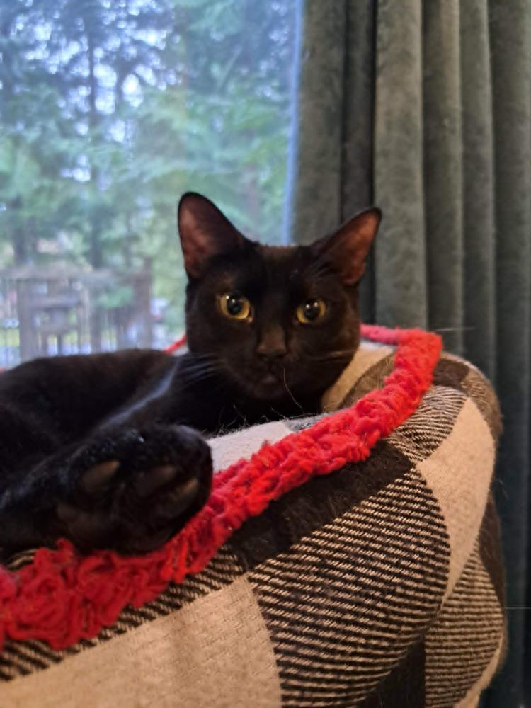 Enlarge Trixie, a Adoptable Domestic Short Hair in Bellingham, WA image 3/6