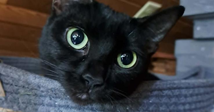 Enlarge Trixie, a Adoptable Domestic Short Hair in Bellingham, WA image 4/6