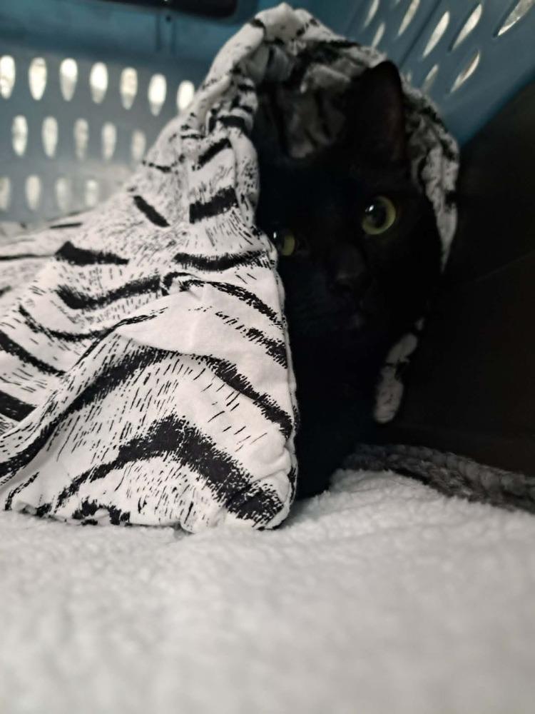 Enlarge Trixie, a Adoptable Domestic Short Hair in Bellingham, WA image 5/6