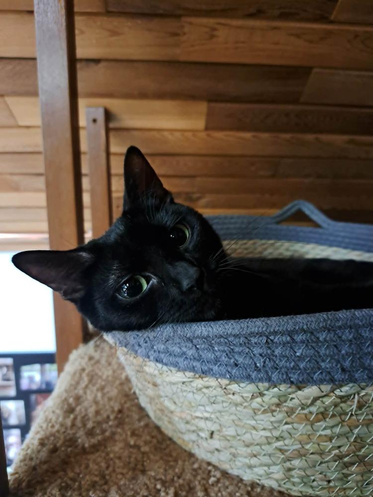 Enlarge Trixie, a Adoptable Domestic Short Hair in Bellingham, WA image 6/6