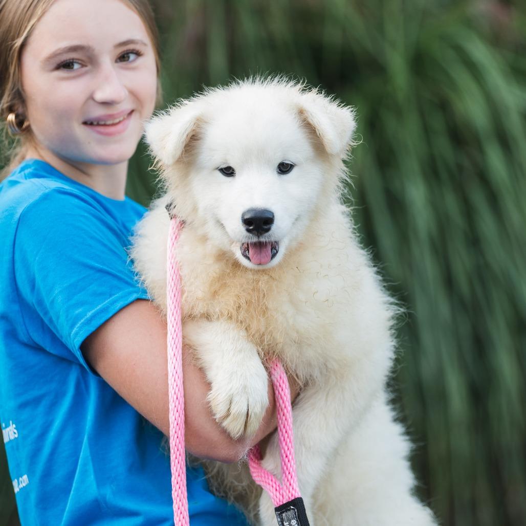 Vanilla, an adoptable Samoyed in Chester Springs, PA, 19425 | Photo Image 1