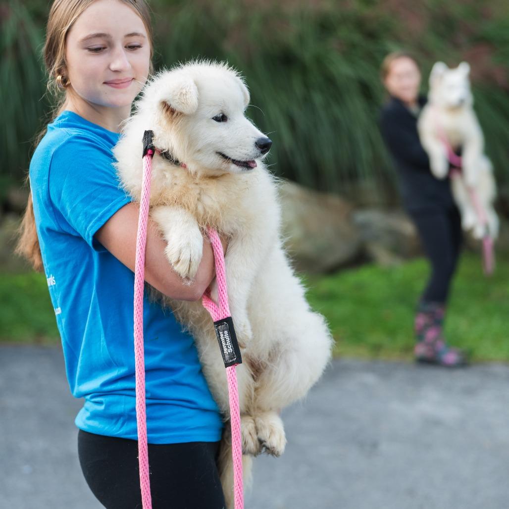 Vanilla, an adoptable Samoyed in Chester Springs, PA, 19425 | Photo Image 3