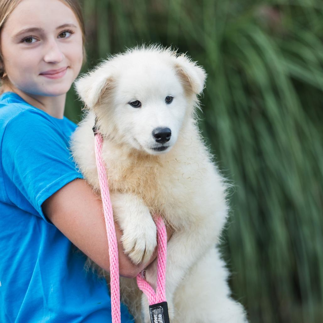 Vanilla, an adoptable Samoyed in Chester Springs, PA, 19425 | Photo Image 4