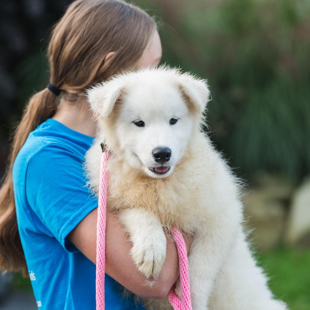 Vanilla, an adoptable Samoyed in Chester Springs, PA, 19425 | Photo Image 2