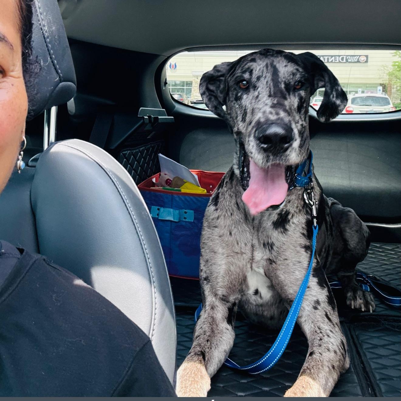 Enlarge DeeBo - gorgeous dog, a Adopted Great Dane in Chicago, IL image 2/5