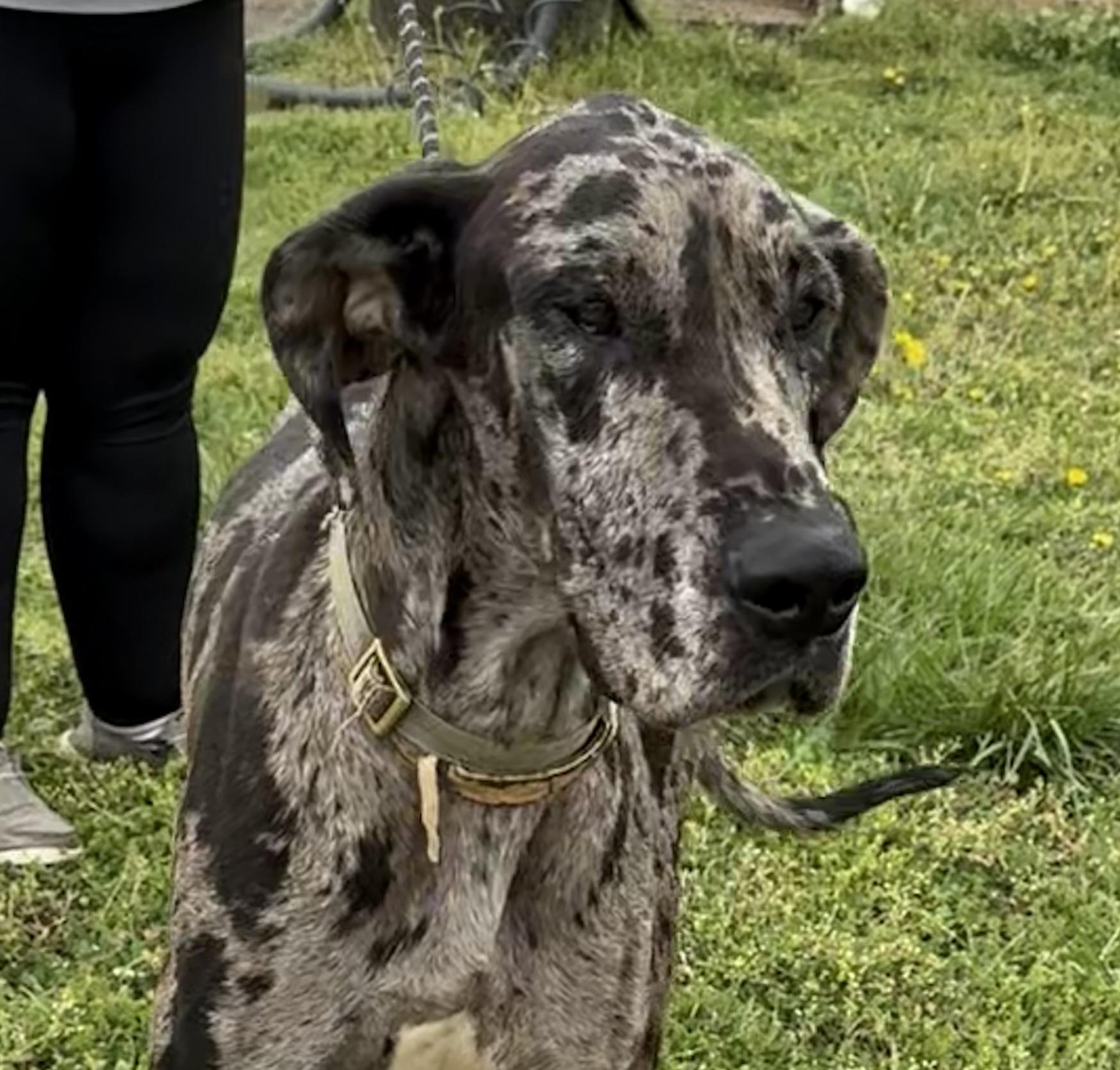 Enlarge DeeBo - gorgeous dog, a Adopted Great Dane in Chicago, IL image 3/5