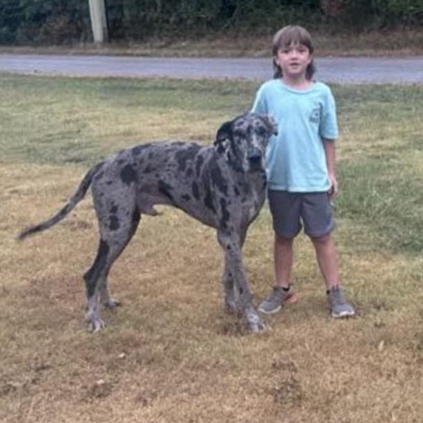 Enlarge DeeBo - gorgeous dog, a Adopted Great Dane in Chicago, IL image 4/5