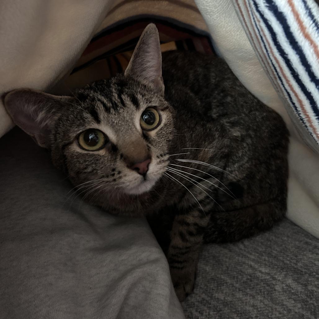 Enlarge ViVi Alexander, a Adoptable Domestic Short Hair in Eagle Mountain, UT image 1/5
