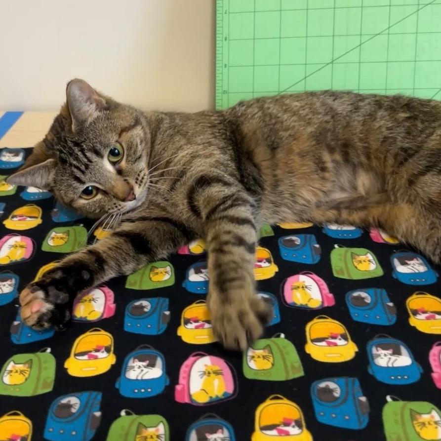 Enlarge ViVi Alexander, a Adoptable Domestic Short Hair in Eagle Mountain, UT image 2/5