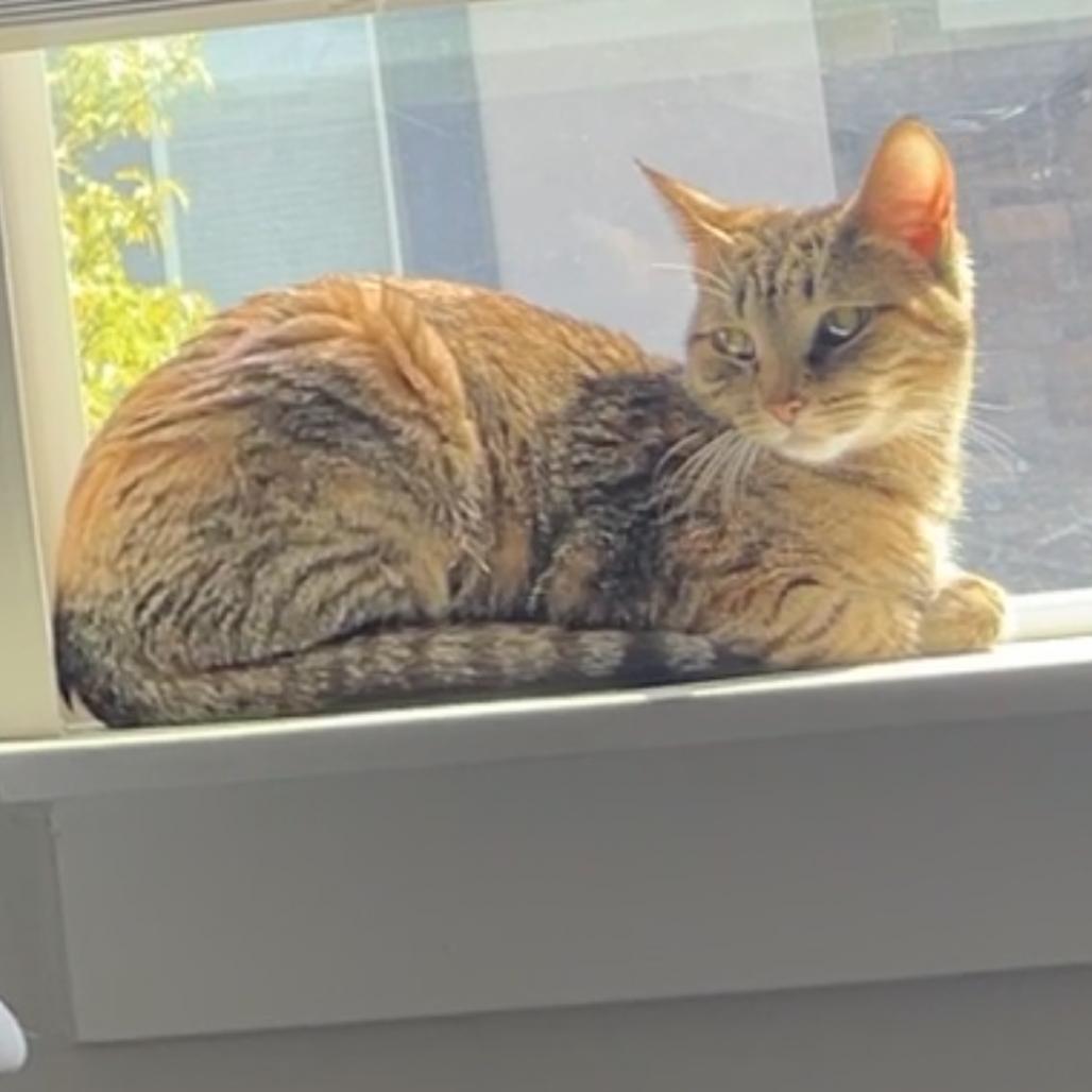 Enlarge ViVi Alexander, a Adoptable Domestic Short Hair in Eagle Mountain, UT image 3/5