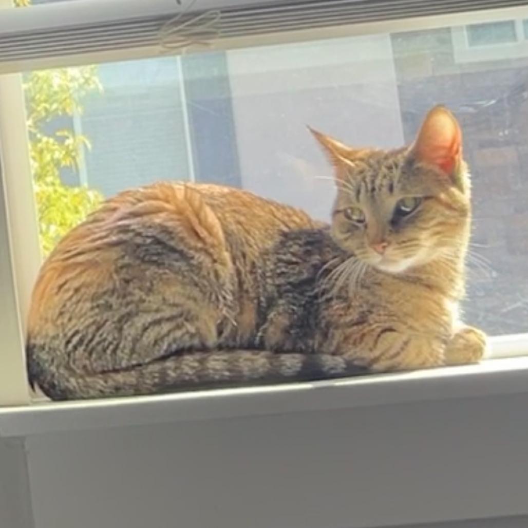 Enlarge ViVi Alexander, a Adoptable Domestic Short Hair in Eagle Mountain, UT image 4/5