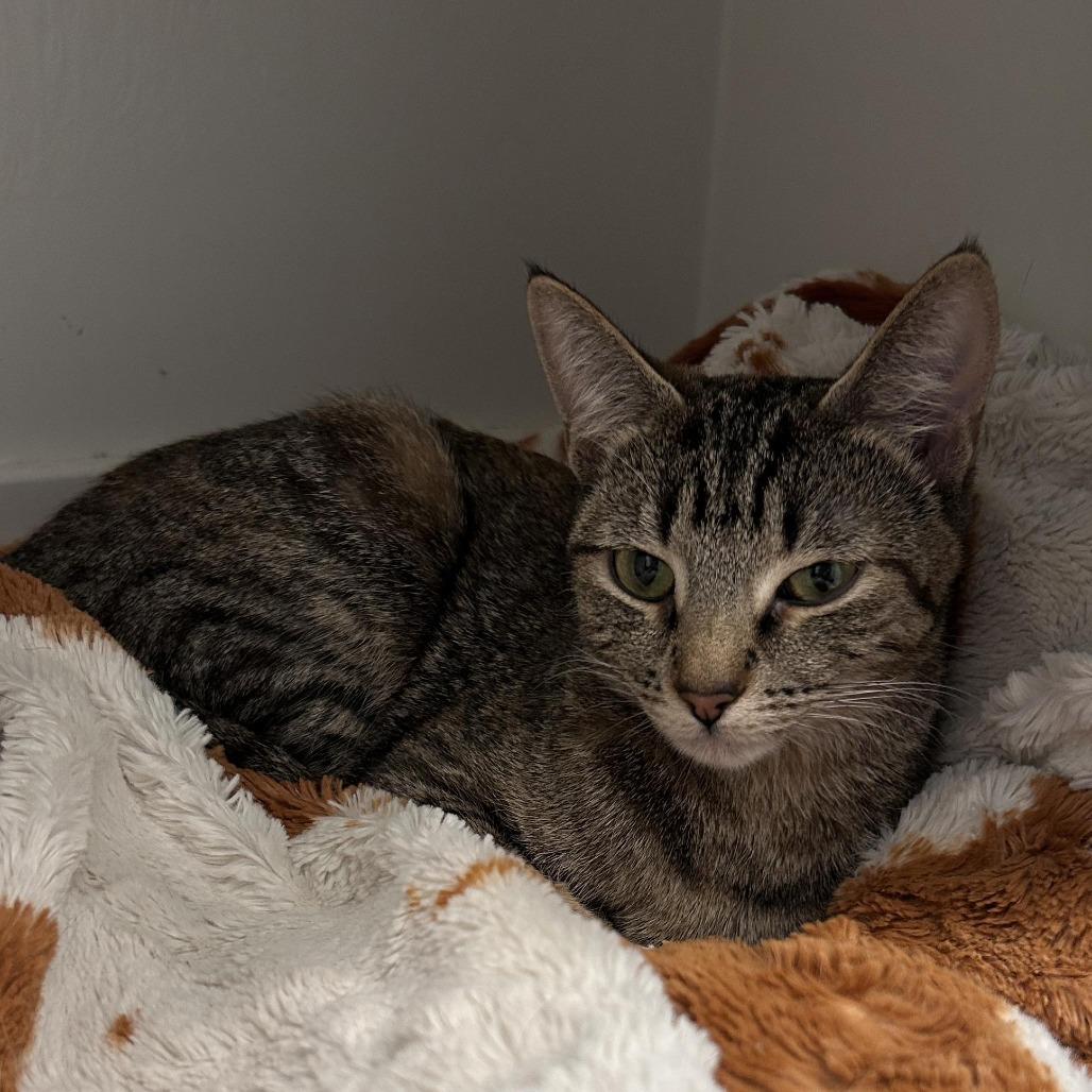 Enlarge ViVi Alexander, a Adoptable Domestic Short Hair in Eagle Mountain, UT image 5/5