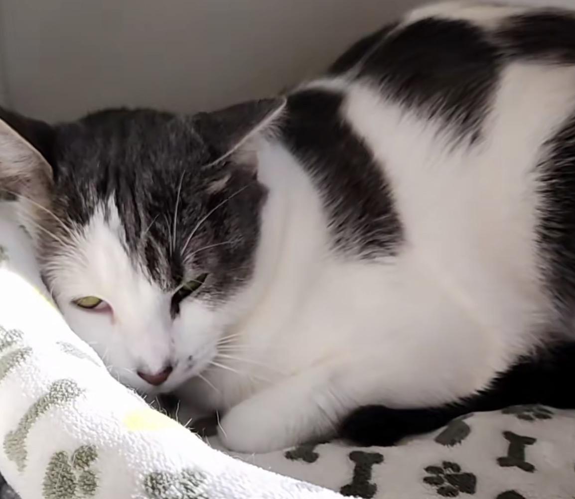 Enlarge HuffleScruff, an adoptable Domestic Short Hair in Lacey, WA image 1/4