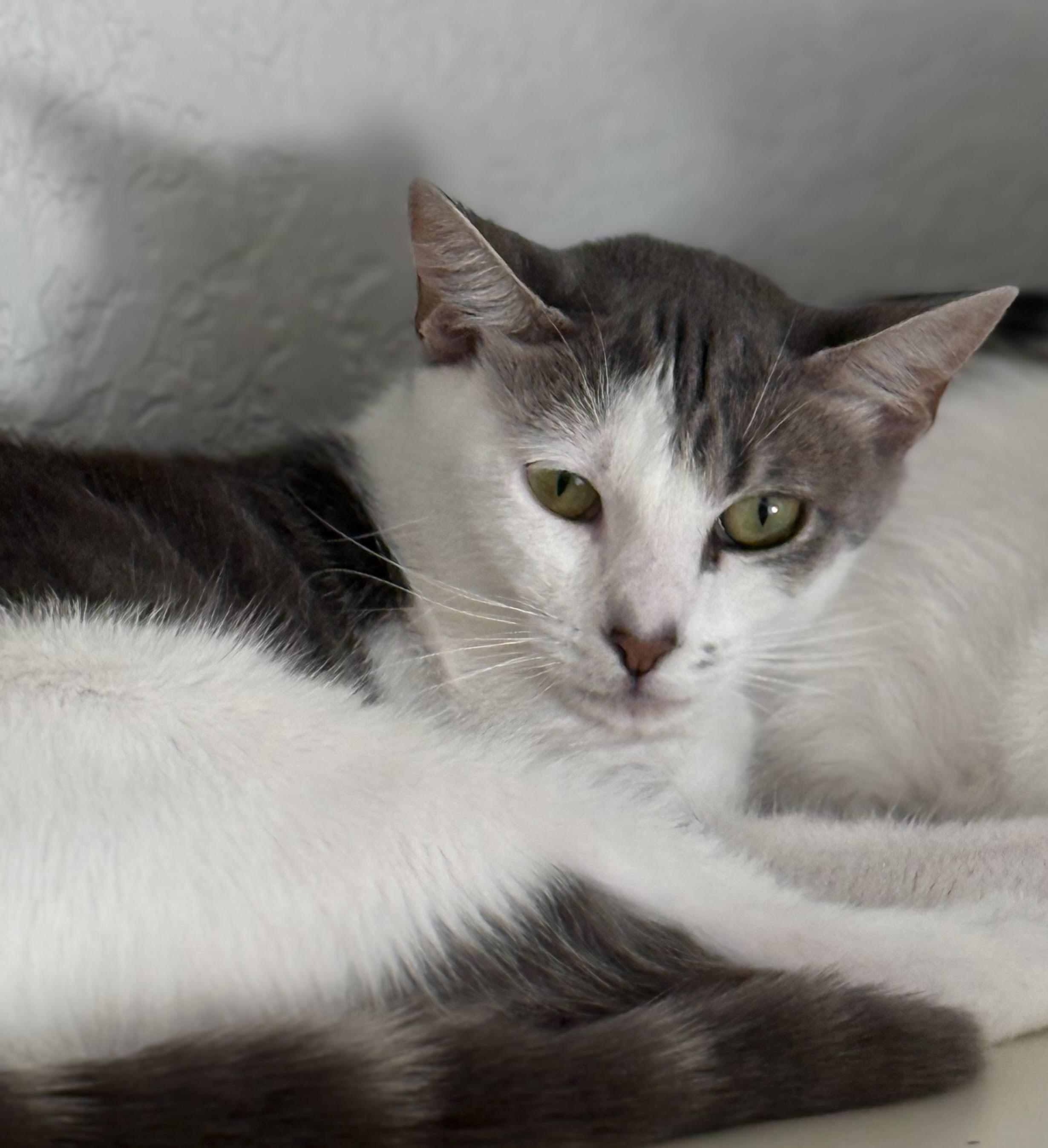 HuffleScruff, Adoptable, Young Female Domestic Short Hair.