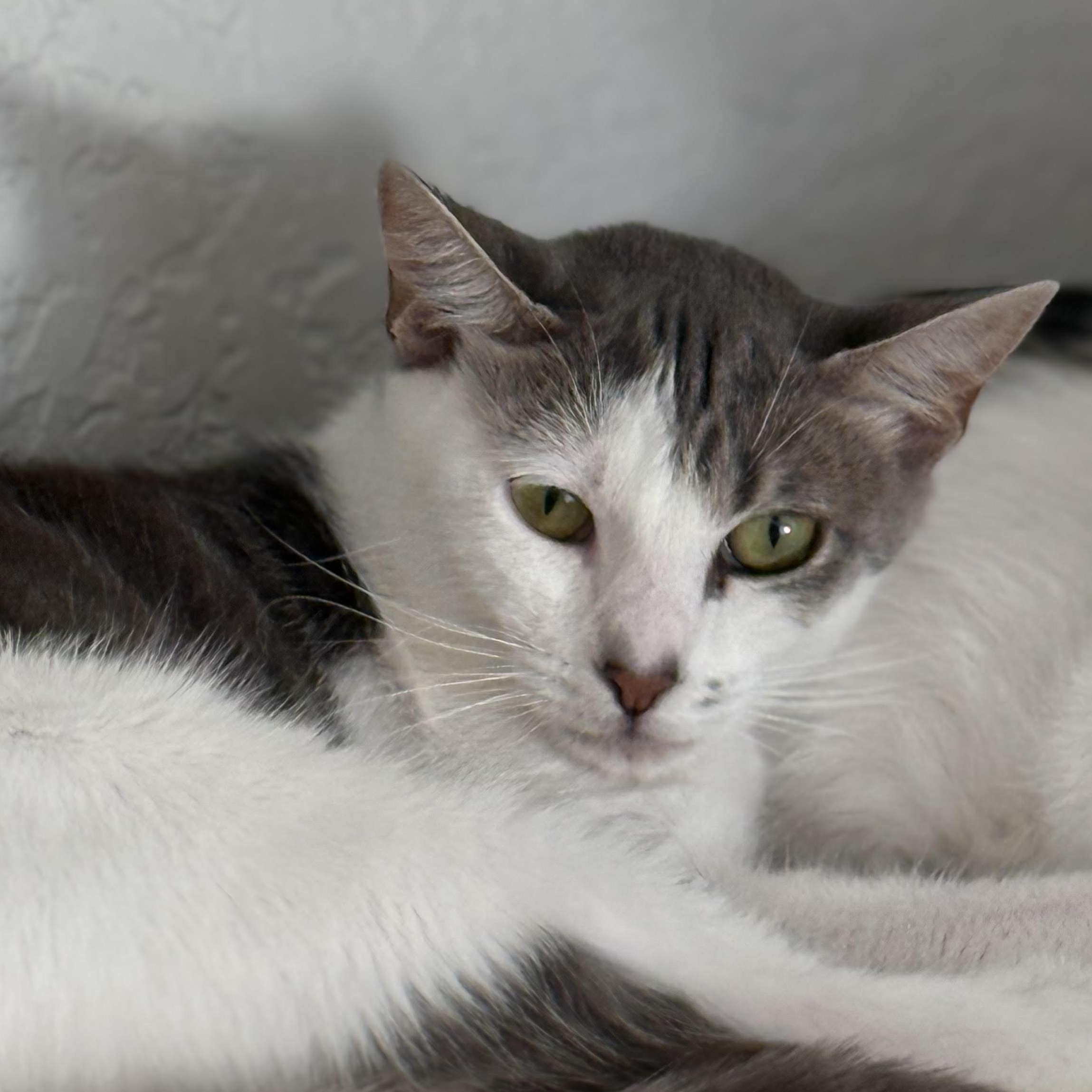 HuffleScruff, an adoptable Domestic Short Hair in Lacey, WA image 1/5