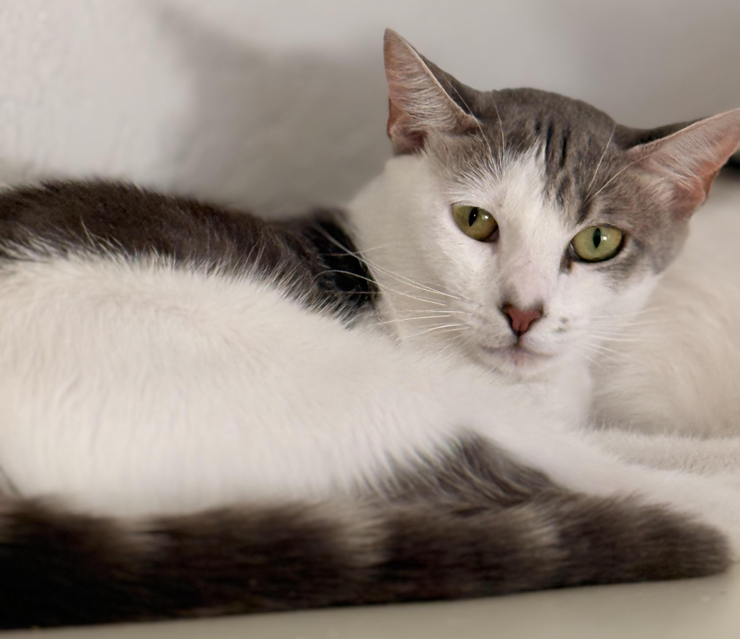 Enlarge HuffleScruff, an adoptable Domestic Short Hair in Lacey, WA image 4/4