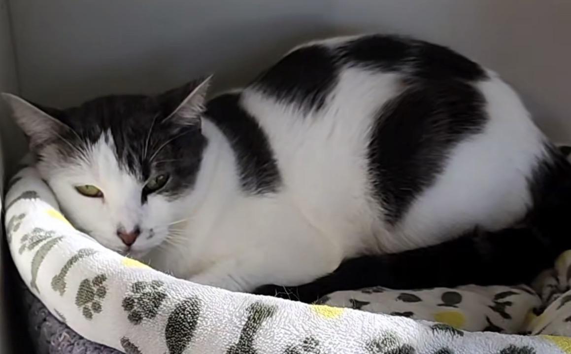 Enlarge HuffleScruff, an adoptable Domestic Short Hair in Lacey, WA image 2/4