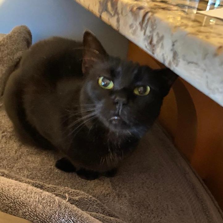 Calliope, a Adoptable Domestic Short Hair in North Myrtle Beach, SC image 2/3