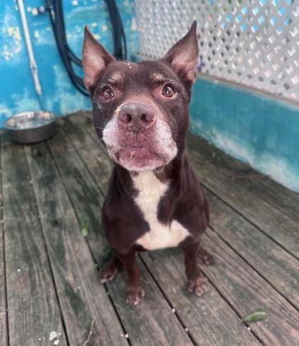 Rocky, adopted, Senior Male Mixed Breed.