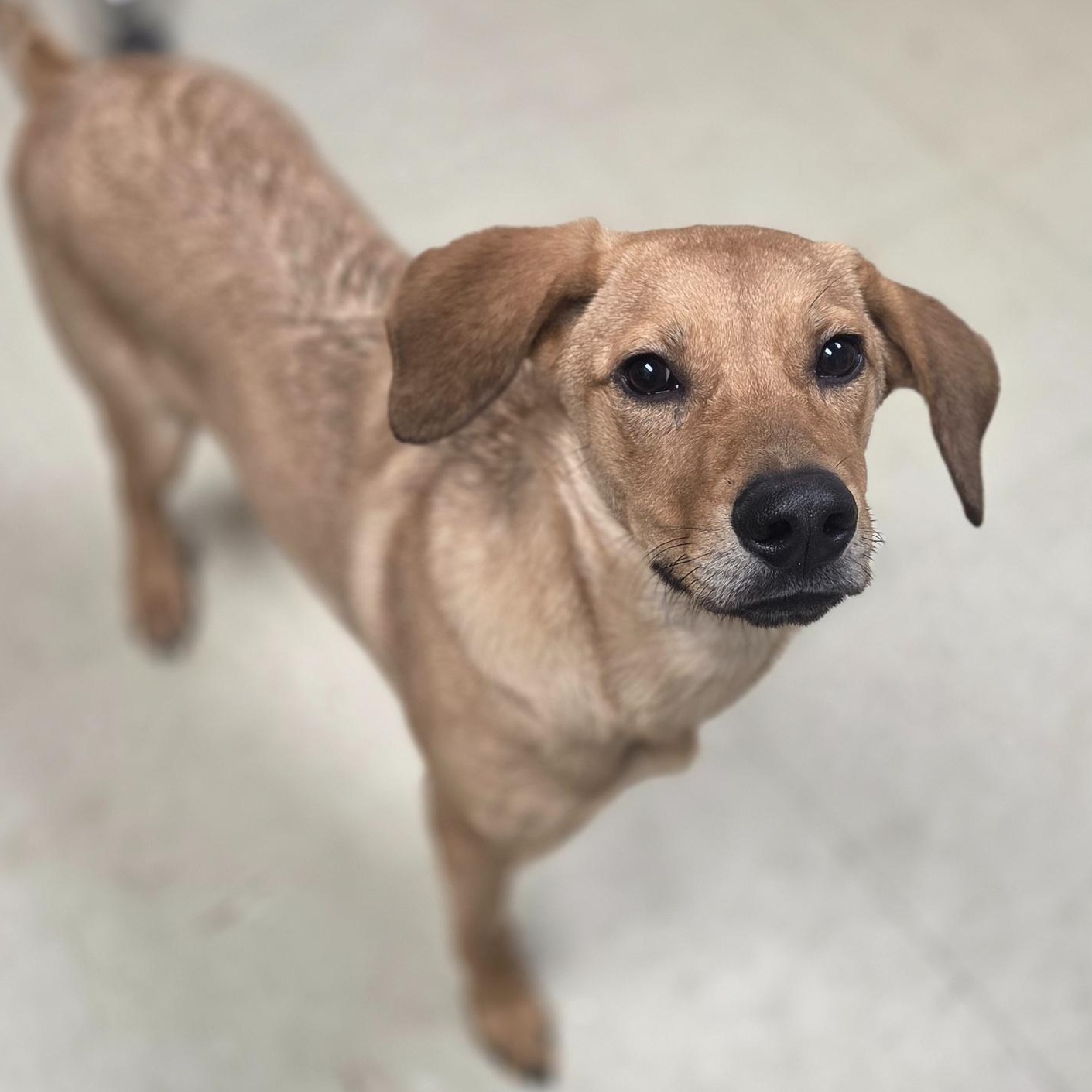 Gary, ADOPTABLE, Puppy Male Labrador Retriever.