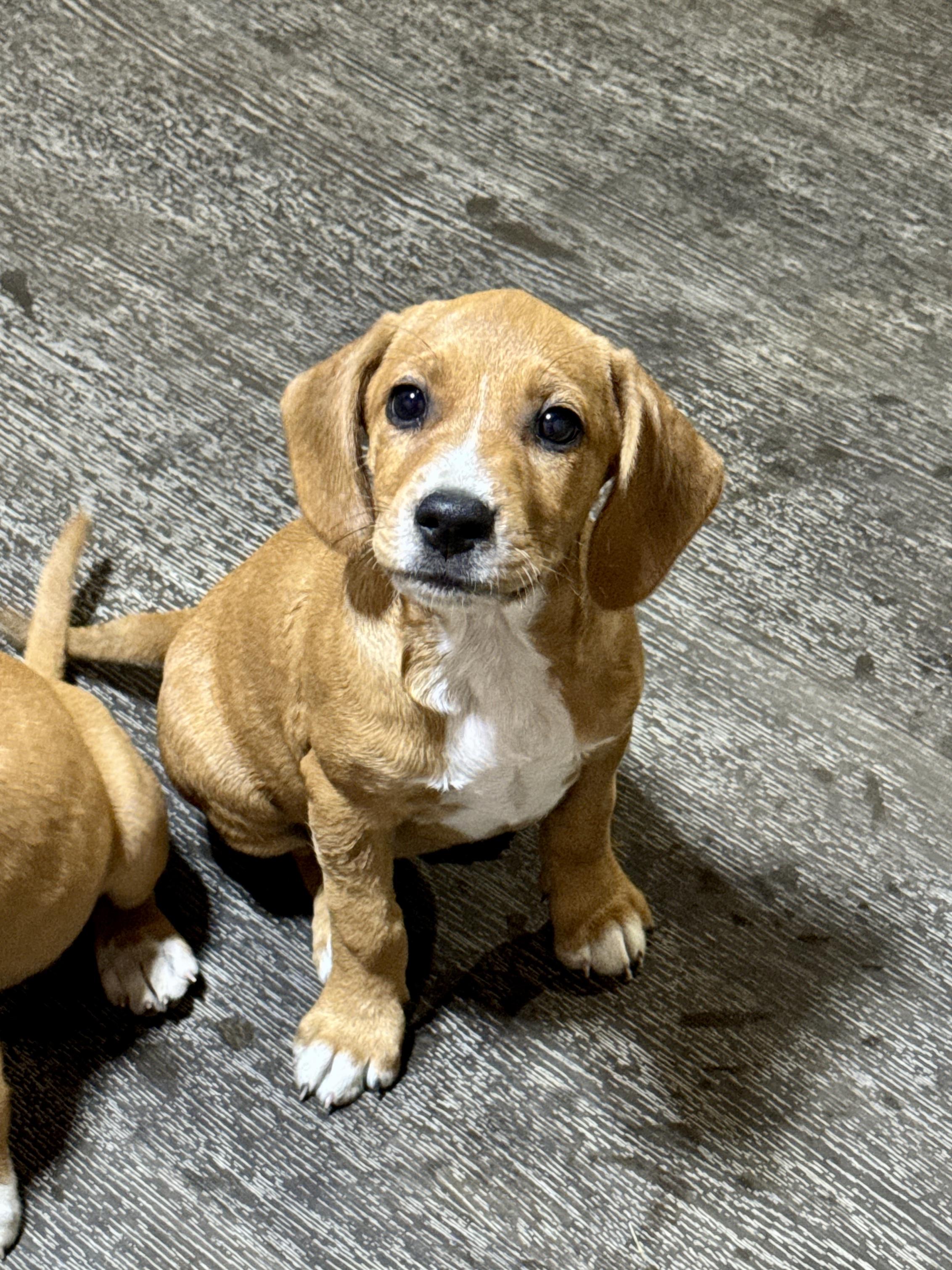 Rocky, ADOPTABLE, Puppy Male Border Terrier.