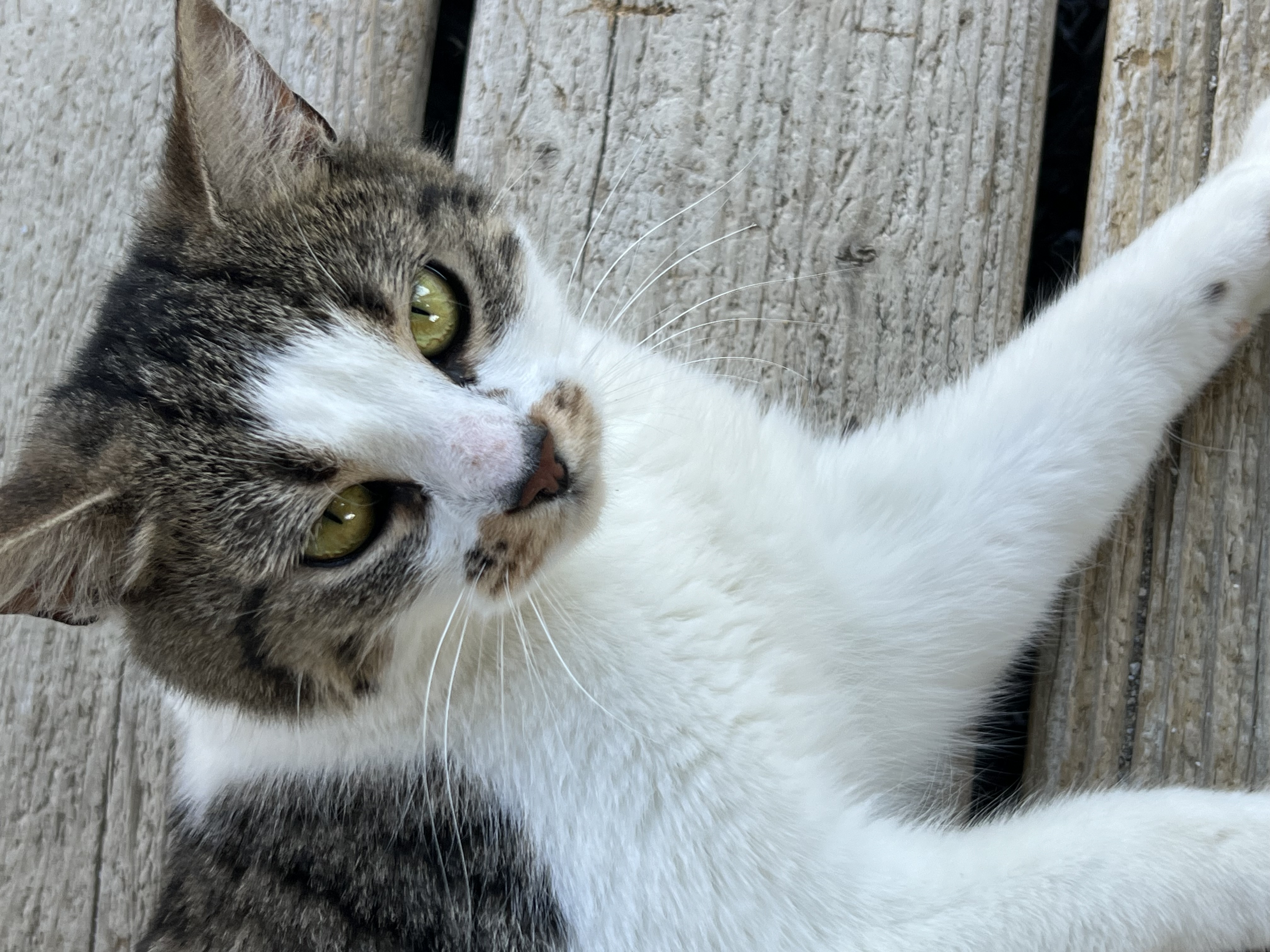 Delaney, Adopted, Young Female Domestic Short Hair.