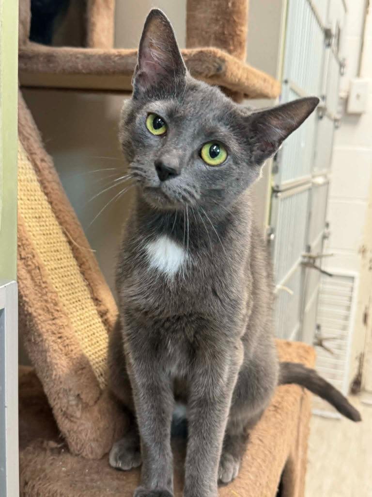 Star Crunch, Adoptable, Young Female Domestic Short Hair.