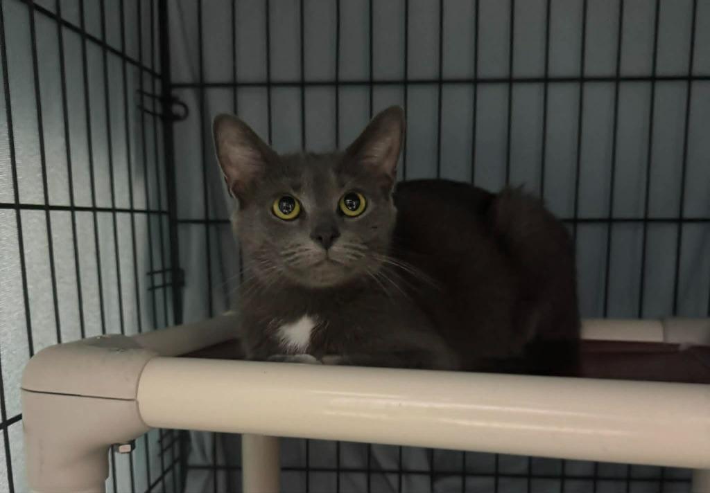 Star Crunch, a Adoptable mixed breed in Marion, OH image 2/2